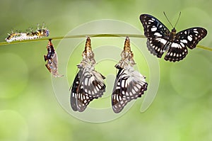 Transformation from chrysalis of Black-veined sergeant butterfly photo