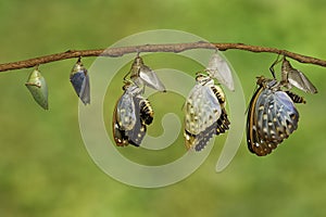 Transformation of Common Archduke butterfly emerged from chrysalis ( Lexias pardalis jadeitina ) photo