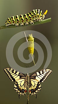 Transformation of common machaon butterfly emerging from cocoon