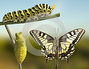 Transformation of common machaon butterfly emerging from cocoon