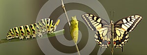 Transformation of common machaon butterfly emerging from cocoon