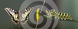 Transformation of common machaon butterfly emerging from cocoon isolated