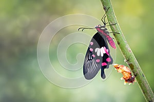 Transformation of common rose butterfly