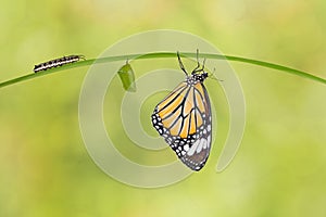Transformation of common tiger butterfly  Danaus genutia  from caterpillar and pupa