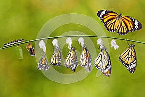 Transformation of common tiger butterfly  Danaus genutia  and pupa