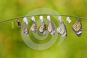 Transformation of common tiger butterfly  Danaus genutia  and pupa