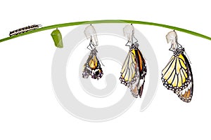 Transformation of common tiger butterfly emerging from cocoon on