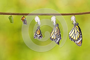 Transformation of common tiger butterfly emerging from cocoon photo