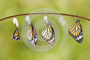 Transformation of common tiger butterfly emerging from cocoon