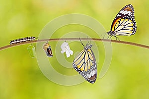 Transformation of common tiger butterfly emerging from cocoon