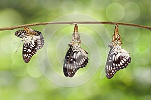 Transformation of emerged Black-veined sergeant butterfly & x28; Athy