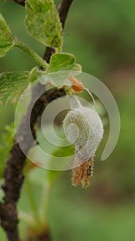 Macro photo of the fruit in formation (tail, fruit, sepals) Ribes Uva-Crispa photo