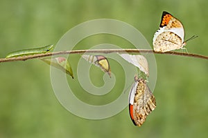 Transformation of great orange tip butterfly Anthocharis carda photo