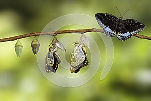 Transformation of Male Common Archduke butterfly emerging from c