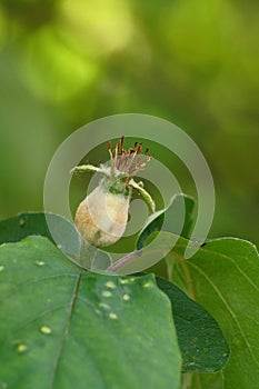 The transformation of quince flower into fruit Cydonia Oblonga macro photography photo