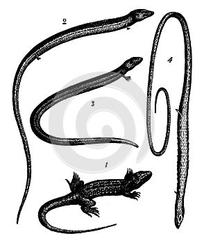 Transformation of species, Falling legs, 1. Lizard vulgar, 2.`s Skink, 3. Splined The lizard, 4. Monodactyle The lizard, vintage