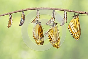 Transformation of yellow coster butterfly Acraea issoria fro