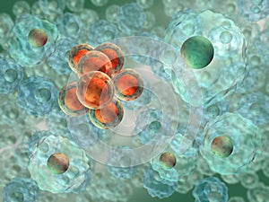 Transformed eukaryotic cells