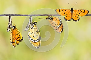 Transfromation of Tawny Coster butterfly