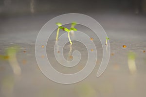 Transgenic arabidopsis sprouting