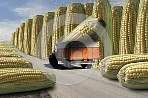 Transgenic corn