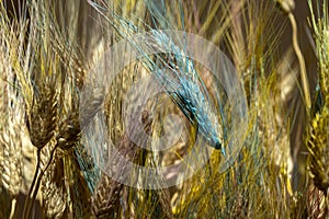Transgenic modified mutated blue wheat spike