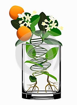 Transgenic plants concept