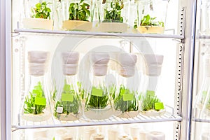 Transgenic plants