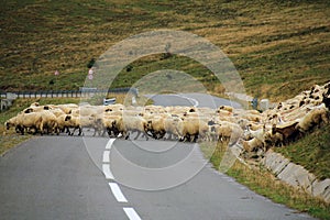 Transhumance in Apuseni Mountains, Romania