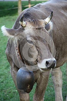 Transhumance of the Bergamini 2021 Bergamo - Lodi Vecchio - Italy