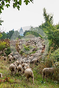 Transhumance Festival Madrid, Almudena Cathedral