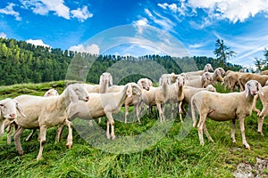 Transhumance of sheep