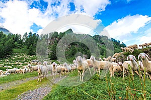 Transhumance of sheep