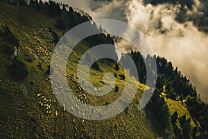 Transhumance, sheep herd and shepherd on Carpathian Mountains pa