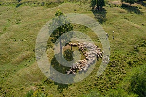 Transhumance, sheep herd and shepherd on mountain pasture, aeri