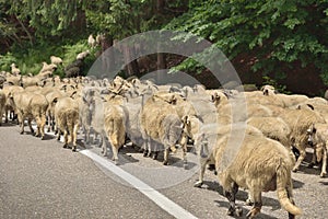 Transhumance of sheep in Romania.