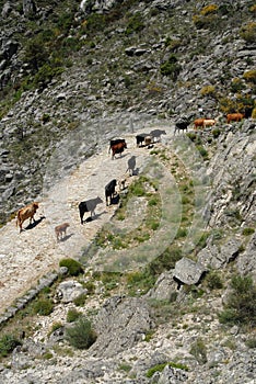 Transhumance in the Sierra de Gredos in Avila photo