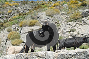 Transhumance in the Sierra de Gredos in Avila photo