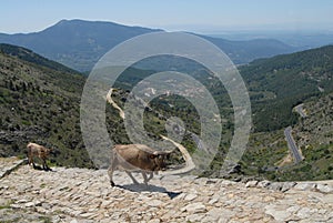 Transhumance in the Sierra de Gredos in Avila photo