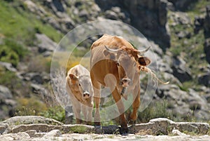 Transhumance in the Sierra de Gredos in Avila photo