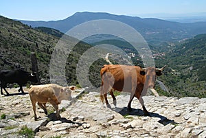 Transhumance in the Sierra de Gredos in Avila photo