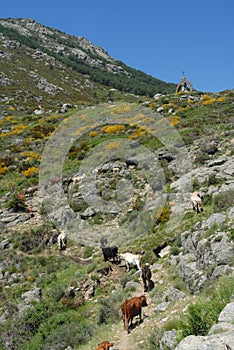 Transhumance in the Sierra de Gredos in Avila photo