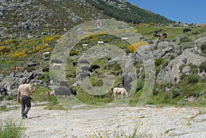 Transhumance in the Sierra de Gredos in Avila photo