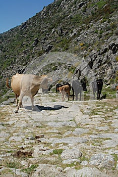 Transhumance in the Sierra de Gredos. Avila.Spain photo