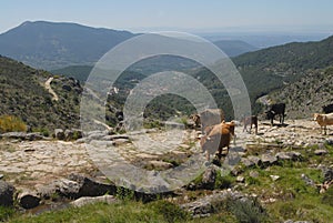 Transhumance in the Sierra de Gredos. Avila.Spain photo