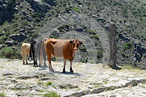 Transhumance in the Sierra de Gredos. Avila.Spain photo