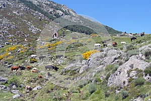 Transhumance in the Sierra de Gredos. Avila.Spain