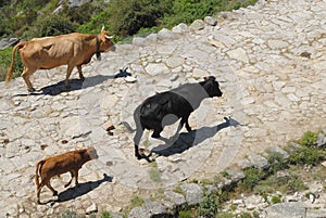 Transhumance in the Sierra de Gredos in Avila photo