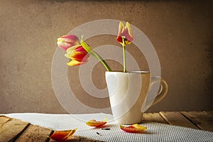 Transience Still life tulips cup petals photo