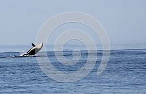 Transient Biggs Orca Whale Breach